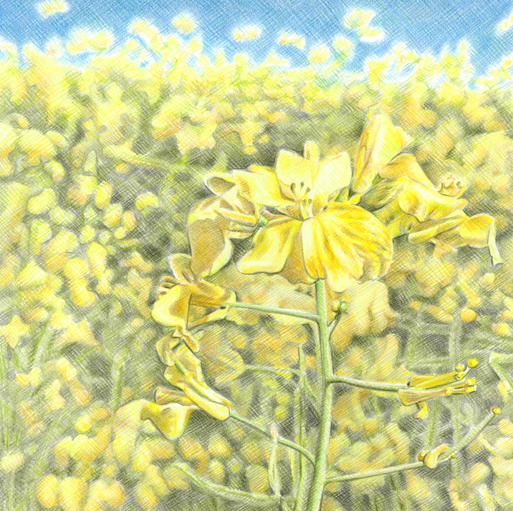 Sketch-of-Canola-Flowers
