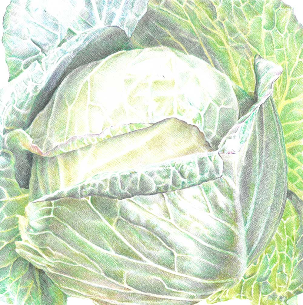 Sketch-of-Cauliflower