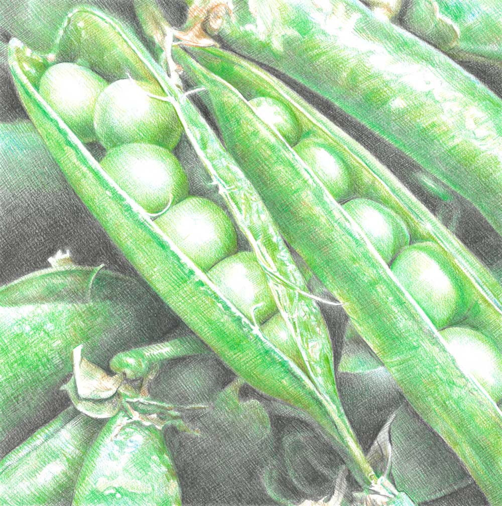 Sketch-of-Green-Beans