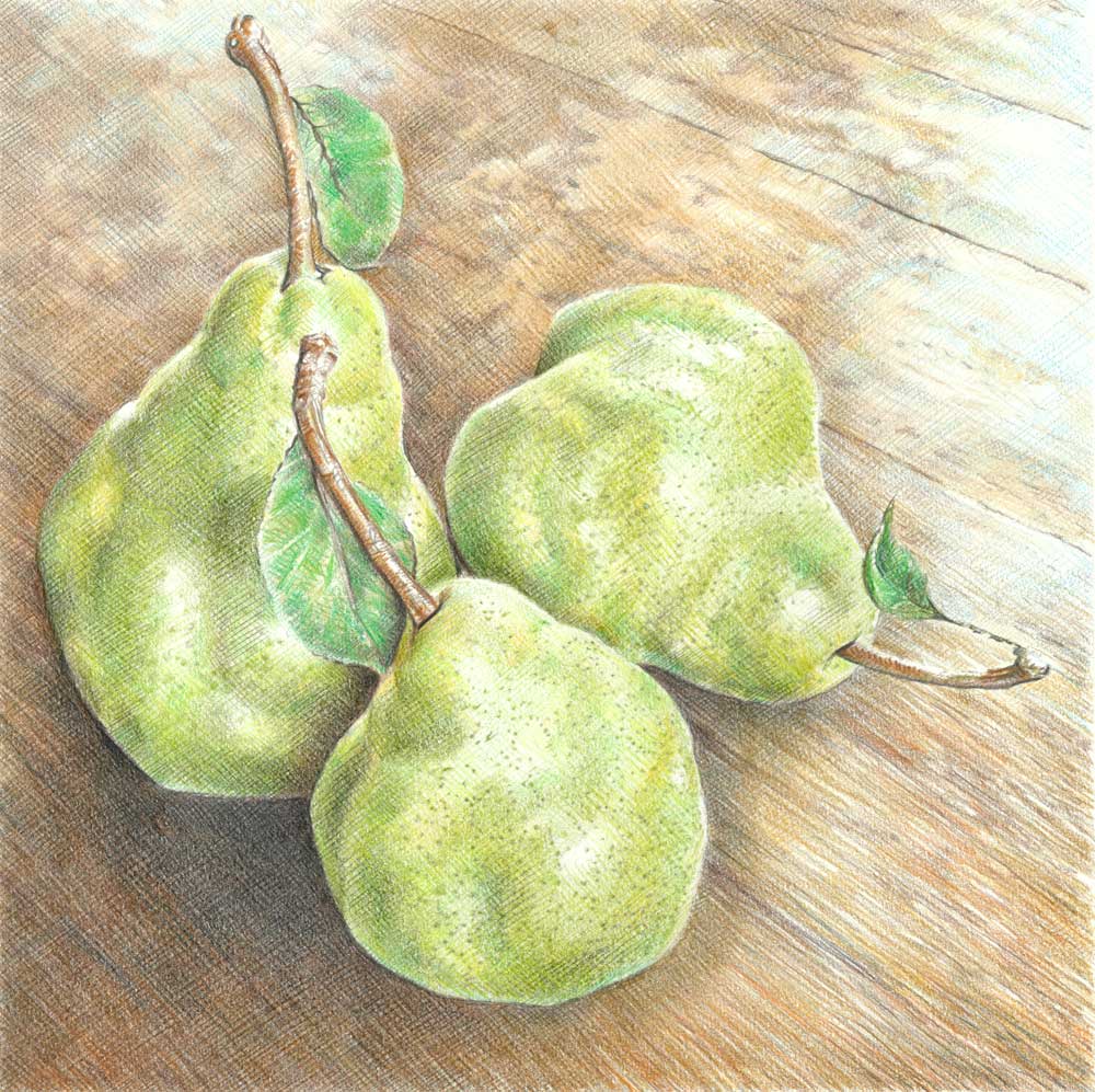 Sketch-of-Pears-Fruit-on-Table
