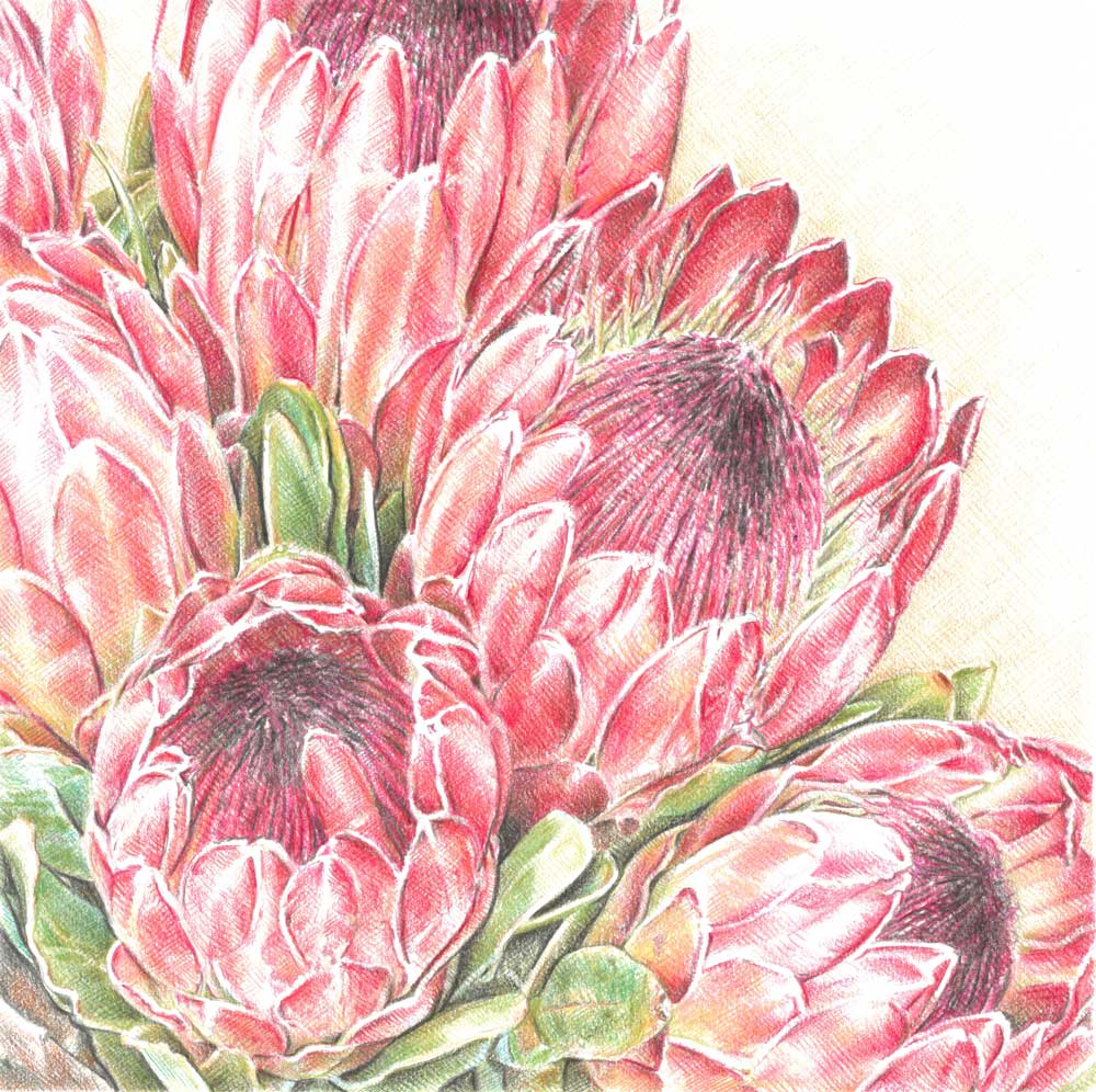 Sketch-of-Protea-Flowers