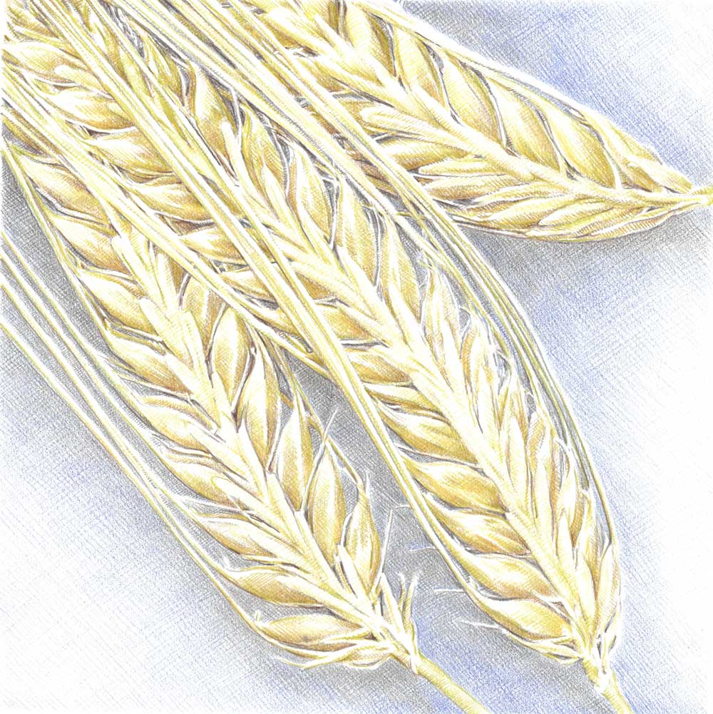 Sketch-of-wheat